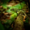 Lepojester mramorovany - Calotes emma - Emma Grays forest lizard o8542